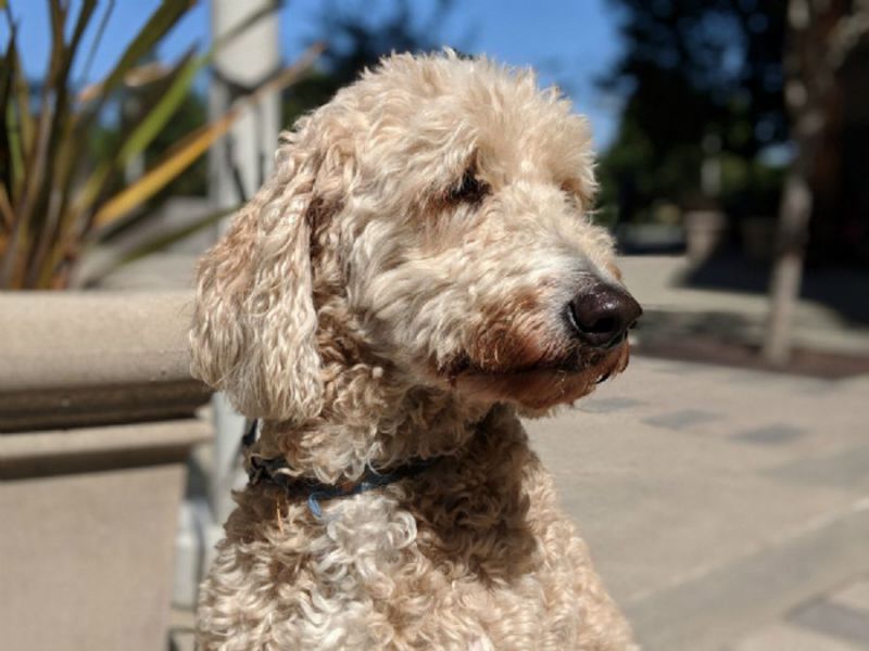 Google Pixel 2 