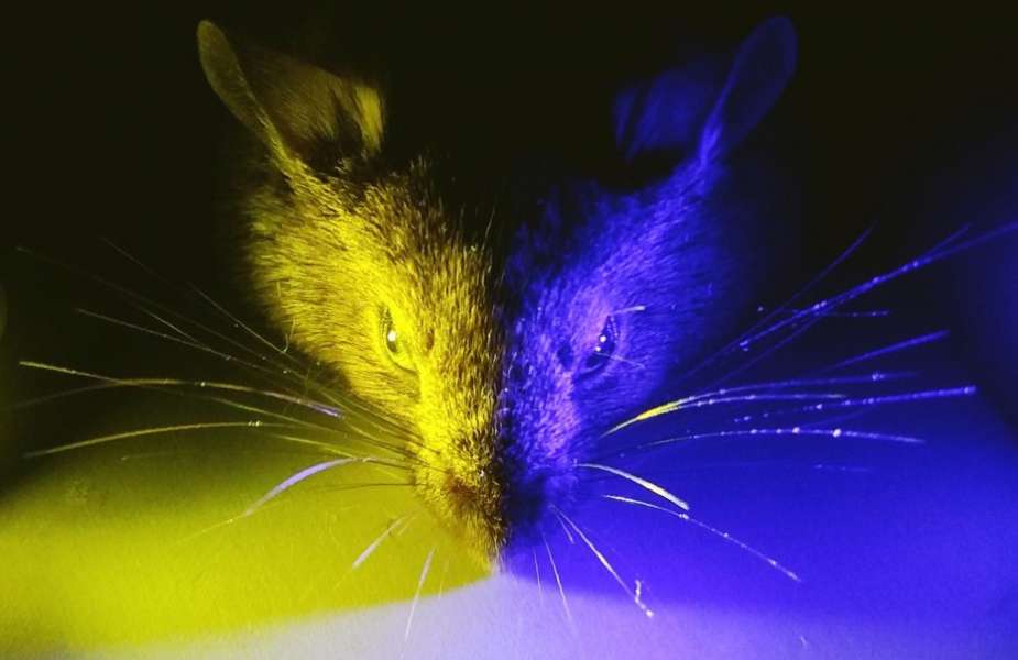 Blue Mouse