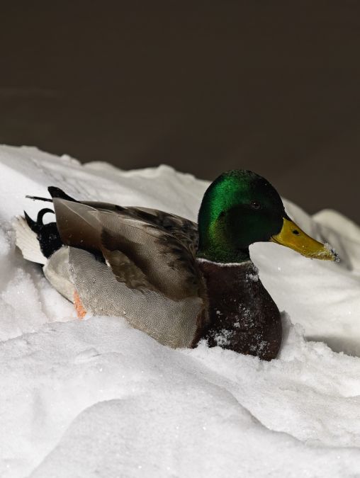 Обзор HONOR Magic 8 Pro: флагман с характером