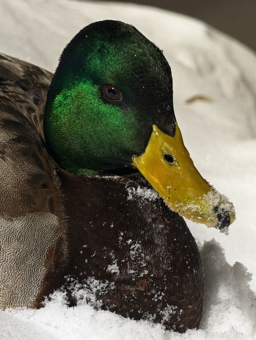 Обзор HONOR Magic 8 Pro: флагман с характером