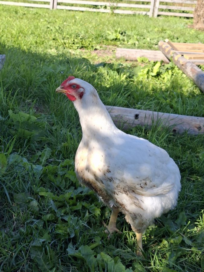 obzor-samsung-galaxy-a56-15