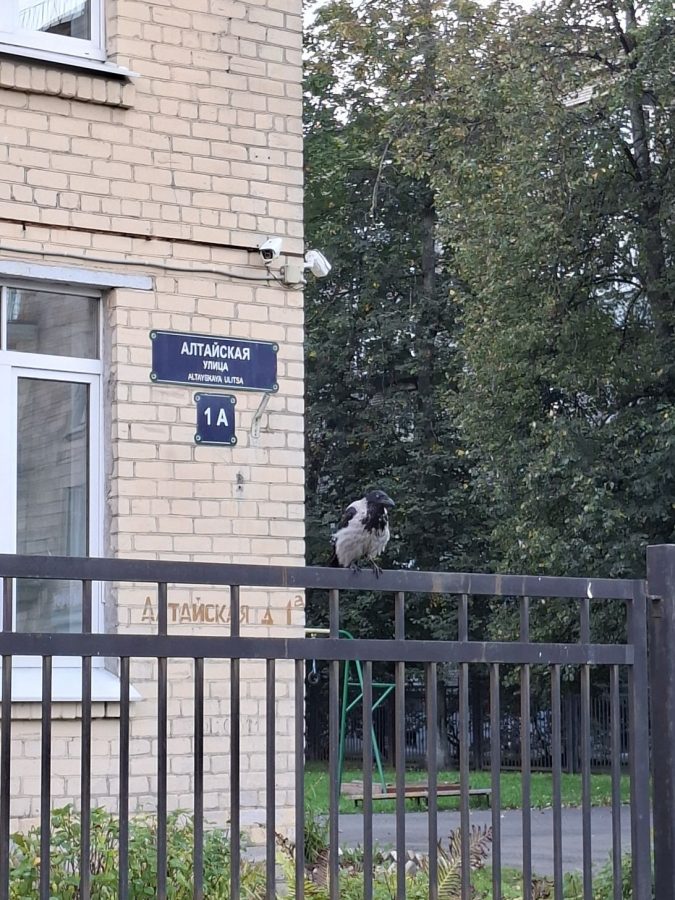 obzor-samsung-galaxy-a56-23