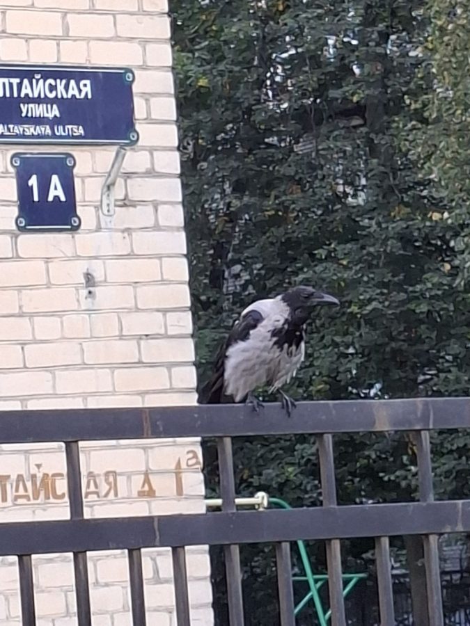 obzor-samsung-galaxy-a56-24