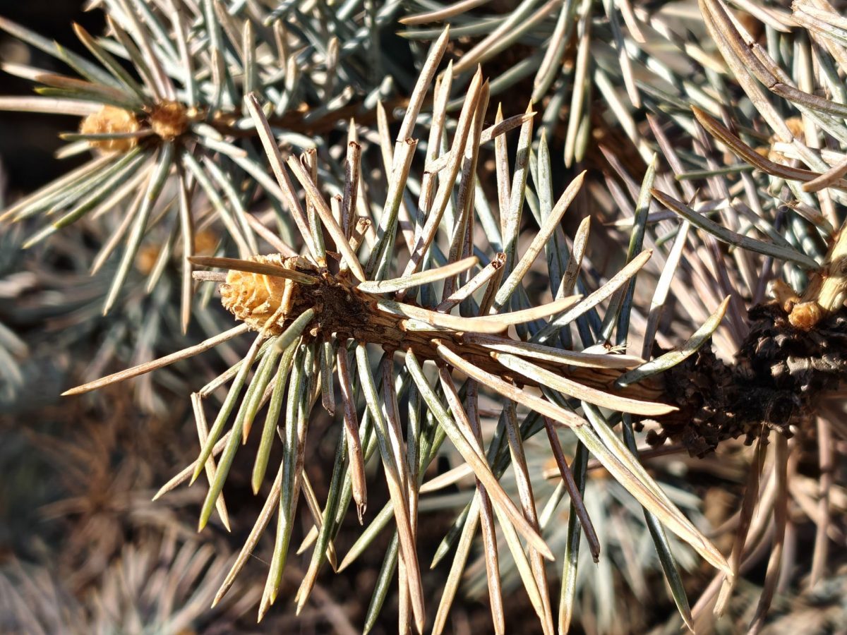 obzor-realme-16-pro-plus_18